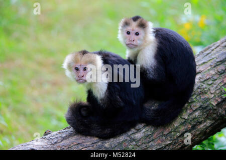 White-headed Kapuziner (Cebus capucinus), nach paar sitzt auf Zweig, Captive Stockfoto