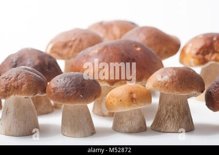 Cep oder Penny bun Pilze, studio Bilder auf weißem Hintergrund. Hampshire England UK GB Stockfoto