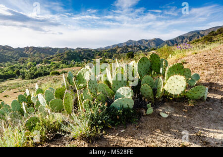 Stand der Feigenkaktus (Opuntia) auf einem Canyon Hügel mit Blick auf den Santa Ana Mountains in Orange County, Kalifornien. Stockfoto