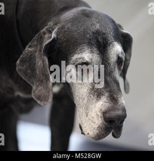 Riesige schwarze Dogge suchen, in der Nähe von Stockfoto