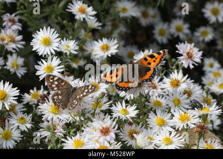 Schmetterlinge auf Gänseblümchen Stockfoto