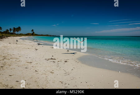 Möwen fliegen am Strand Ufer im Bahia Honda State Park in den Florida Keys. Stockfoto