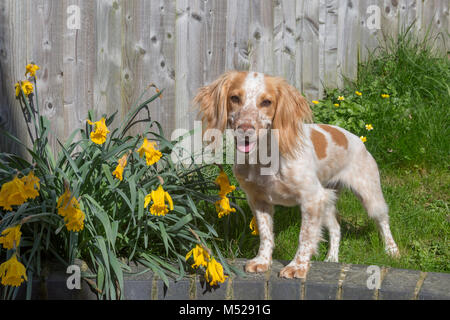 Orange und weiß English Springer Spaniel Stockfoto