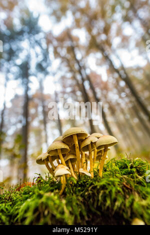 Pilze auf Baumstumpf mit herbstlichen Wald Buche (Fagus) mit Nebel, Mindelheim, Unterallgäu, Bayern, Deutschland Stockfoto