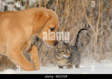 Labrador Retriever, Gelb, Welpe 9 Wochen sniffing 8 Wochen alt tabby getigert Kitten Stockfoto