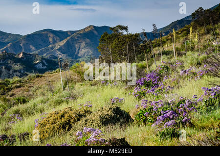 Lila Blüten in einer Wiese am Hang der Schlucht in Orange County, Kalifornien, mit Blick auf den Santa Ana Mountains. Stockfoto