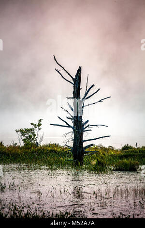 Ein einsamer, toter Baum steht in der Mitte ein Süßwasser-Moor. Bäume wie diese sind wichtig für die Tierwelt, die Wohnungen, Sitzstangen und Schutz. Stockfoto