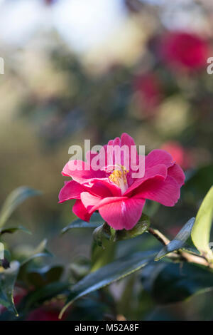 Camellia × williamsii' Bow Bells' Blüte im Februar. Großbritannien Stockfoto