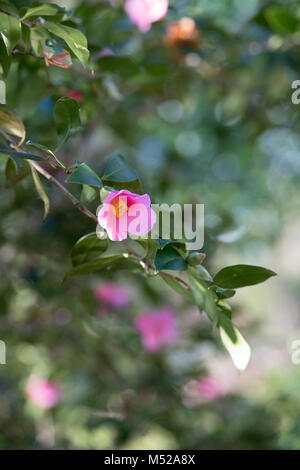 Camellia × williamsii' Bow Bells' Blüte im Februar. Großbritannien Stockfoto