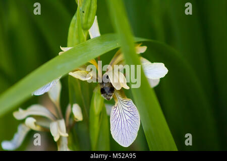 Hummel Nektar sammeln von einer Blume Stockfoto