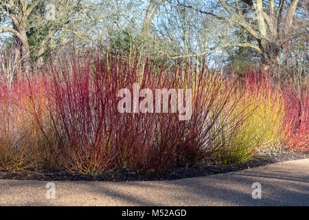 Die Cornus alba ibirica'. Sibirische Hartriegel rot gefärbten Triebe im Winter. RHS Wisley Gardens, Surrey, England Stockfoto
