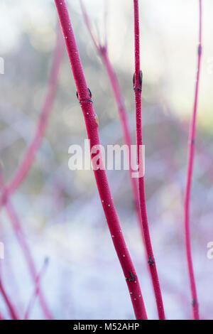 Die Cornus alba ibirica'. Sibirische Hartriegel rot gefärbten Triebe im Winter. RHS Wisley Gardens, Surrey, England Stockfoto