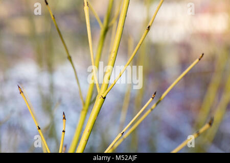 Cornus sericea' Knospen Gelb". Red Korbweiden hartriegel "Bud Gelb" stammt vor Rubus biflorus im Winter. RHS Wisley Gardens, Surrey, England Stockfoto