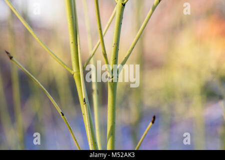 Cornus sericea' Knospen Gelb". Red korbweiden Hartriegel 'Bud' gelb gefärbt vor Rubus biflorus im Winter stammt. RHS Wisley Gardens, Surrey, England Stockfoto