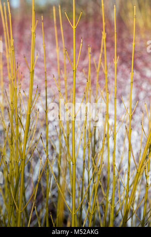 Cornus sericea' Knospen Gelb". Red korbweiden Hartriegel 'Bud' gelb gefärbt vor Rubus biflorus im Winter stammt. RHS Wisley Gardens, Surrey, England Stockfoto