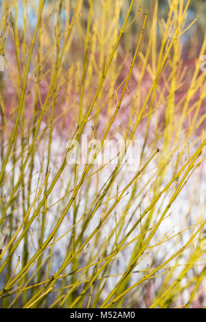 Cornus sericea' Knospen Gelb". Red korbweiden Hartriegel 'Bud' gelb gefärbt vor Rubus biflorus im Winter stammt. RHS Wisley Gardens, Surrey, England Stockfoto