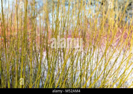 Cornus sericea' Knospen Gelb". Red korbweiden Hartriegel 'Bud' gelb gefärbt vor Rubus biflorus im Winter stammt. RHS Wisley Gardens, Surrey, England Stockfoto