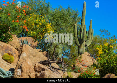 Wüste Kaktus Landschaft in Arizona Stockfoto