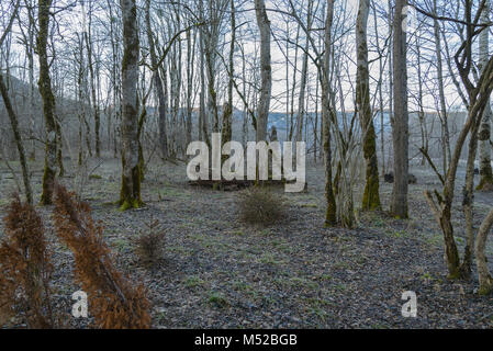 Baumstämme im Winterwald Stockfoto