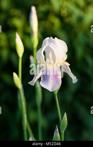 Schöne Blumen von Iris vor dem Hintergrund der Grünen Stockfoto