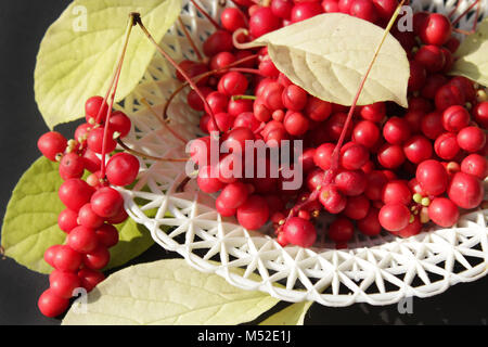 Rote beeren Schisandra auf der Platte Stockfoto