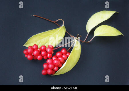 Beeren der schizandra mit Blättern auf der schwarzen isoliert Stockfoto