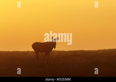 Predawn Licht mit einem Bull Moose in einer Wiese Stockfoto