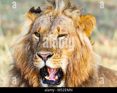 Nahaufnahme eines männlichen Löwen mit offenen Mund Stockfoto