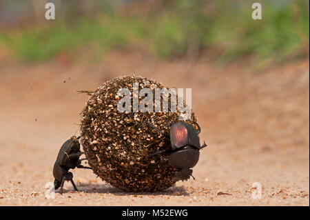 Mistkäfer Mist, der Ball rollt. Stockfoto