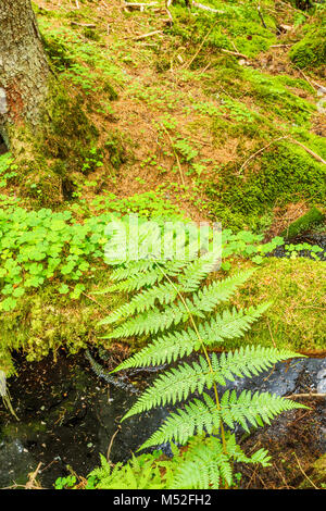 Wedel Blatt an einem Bach im Wald Stockfoto