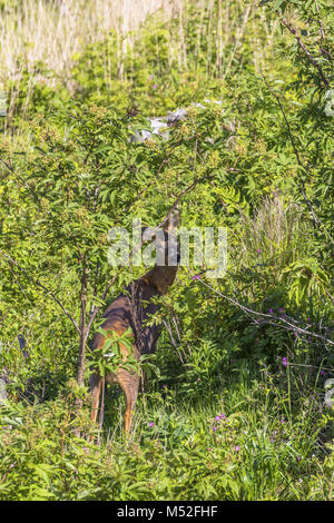 Weibliche Rehe in die Kamera schaut Stockfoto