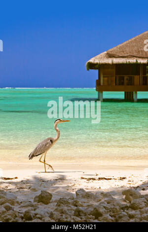 Reiher am Malediven Strand Stockfoto