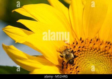 Makro von Hummel auf Sonnenblume Stockfoto
