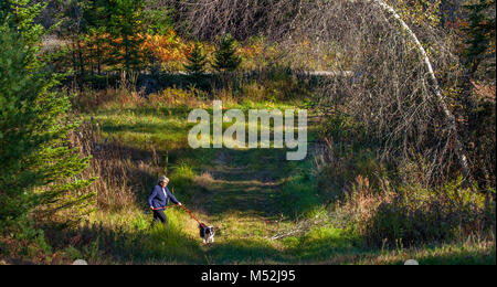 Eine ältere kaukasische Frau geht ihren Sheltie Hund auf einem Waldweg im Herbst in Lissabon, NH, USA. Stockfoto