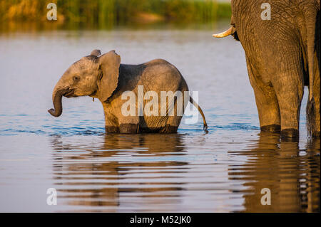 Ein junger Elefant Kalb genießt, in einem Wasserloch, während seine Mutter Getränke neben. Stockfoto