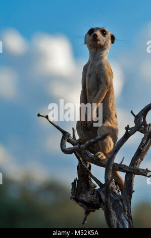 Erdmännchen im Baum auf Wache. Stockfoto