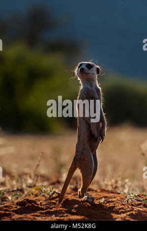 Erdmännchen auf Wache. Stockfoto