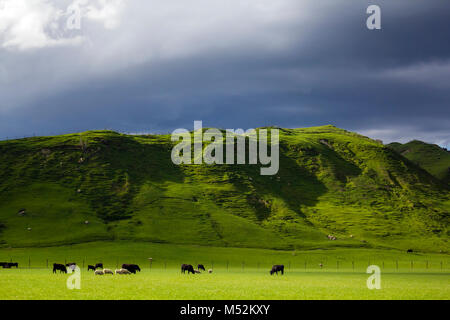Atemberaubende Neuseeland Landschaft mit Schafen und Kühen weiden auf pulsierende grüne Wiesen Stockfoto