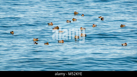 Herde schlafender Kerkelenten, Anas penelope, in ruhig schimmerndem Meerwasser, Spey Bay, Schottland, Großbritannien Stockfoto