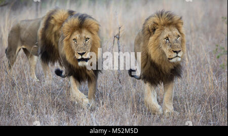 Drei männliche Löwen (Panthera leo) unterwegs Stockfoto