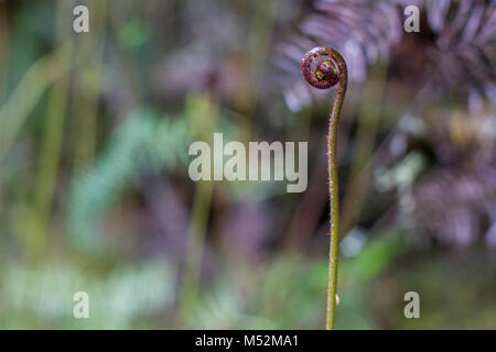 Entfaltung Silver fern Wedel. Iconic Neuseeland Koru Stockfoto