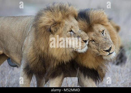 Zwei erwachsenen männlichen Löwen (Panthera leo) Gesicht reiben zu begrüßen Stockfoto