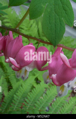 Tränendes Herz Blumen Stockfoto