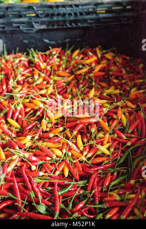 Bunte rote, orange und gelbe Thai chili peppers Gemischt Stockfoto