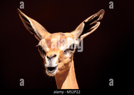 Südliche Gerenuk Litocranius walleri Stockfoto