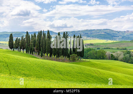 Cypress Grove von Bäumen in einem ländlichen Italienische Landschaft Stockfoto