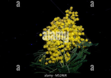 Yellow Mimosa auf dem schwarzen Hintergrund Stockfoto