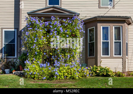 Die vordere Tür eines Hauses in Lissabon, NH, USA ist komplett mit Morning Glory Reben bedeckt. Stockfoto