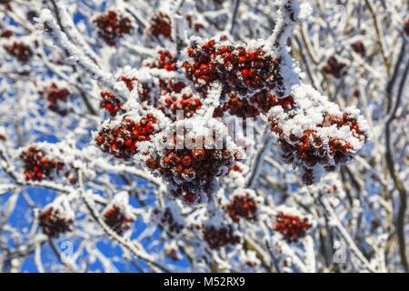 Gefrorene Vogelbeeren auf einem Baum Stockfoto