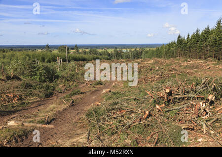 Klar, in den Wald Stockfoto